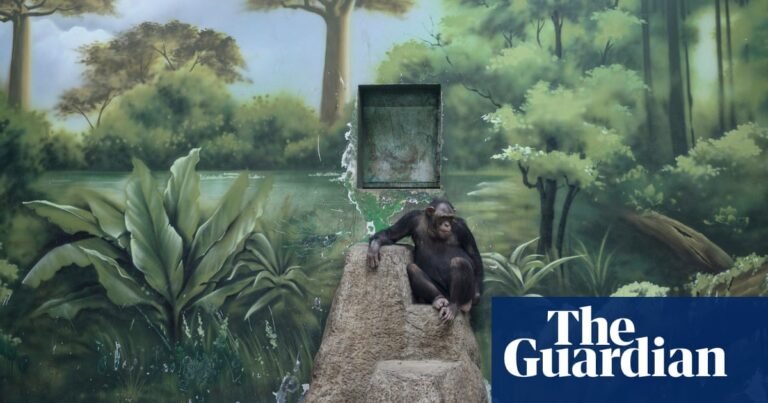 Apes, toilets, conflicts and cowboys: Sony World Photography awards